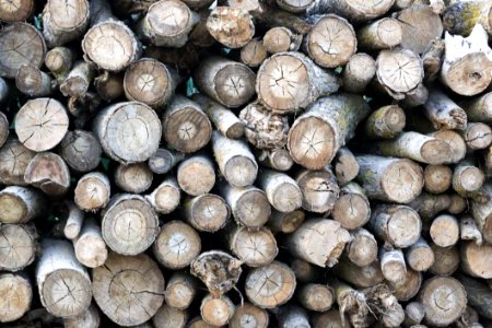 Pile Of Wood Logs photo
