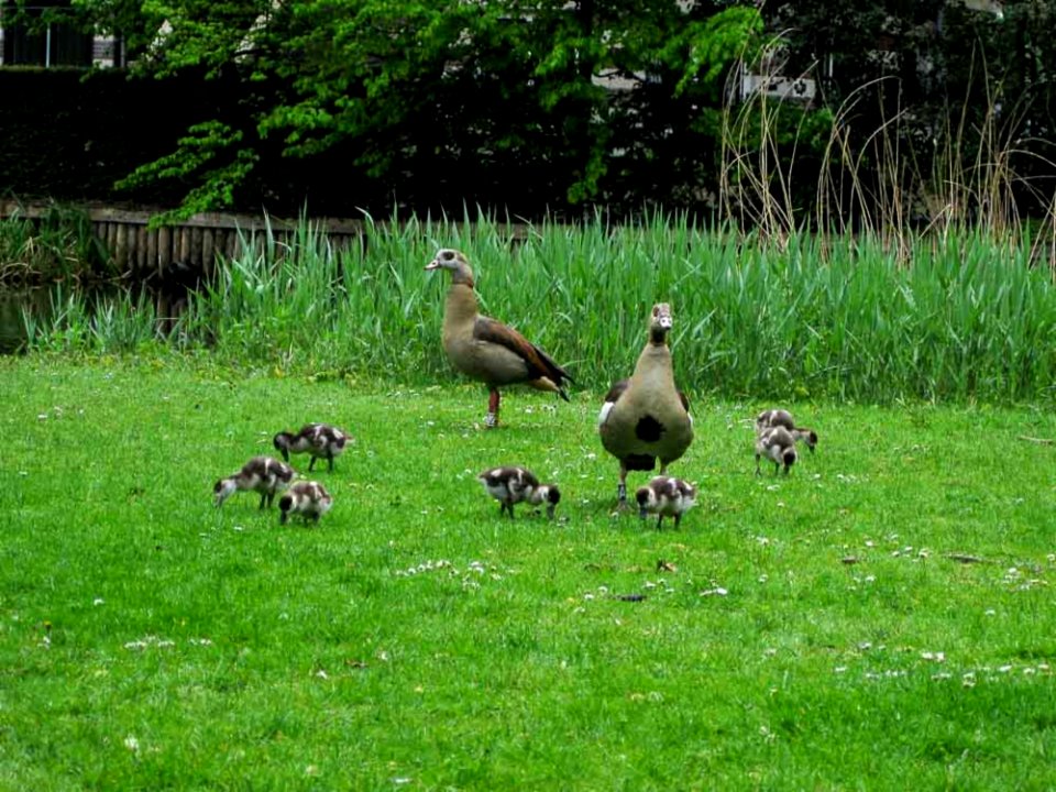 Duck Family Feeding By The Pond