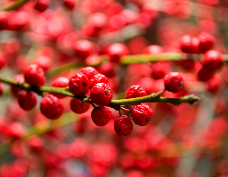 European-mountain-ash-pomes