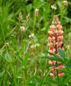 Flower-feeding-bee