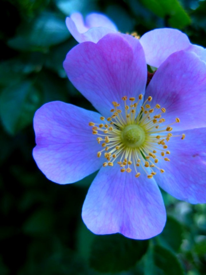 Delicate-violet-flower photo