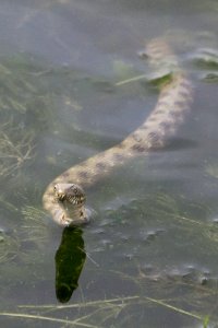 Swimming Dice Snake photo