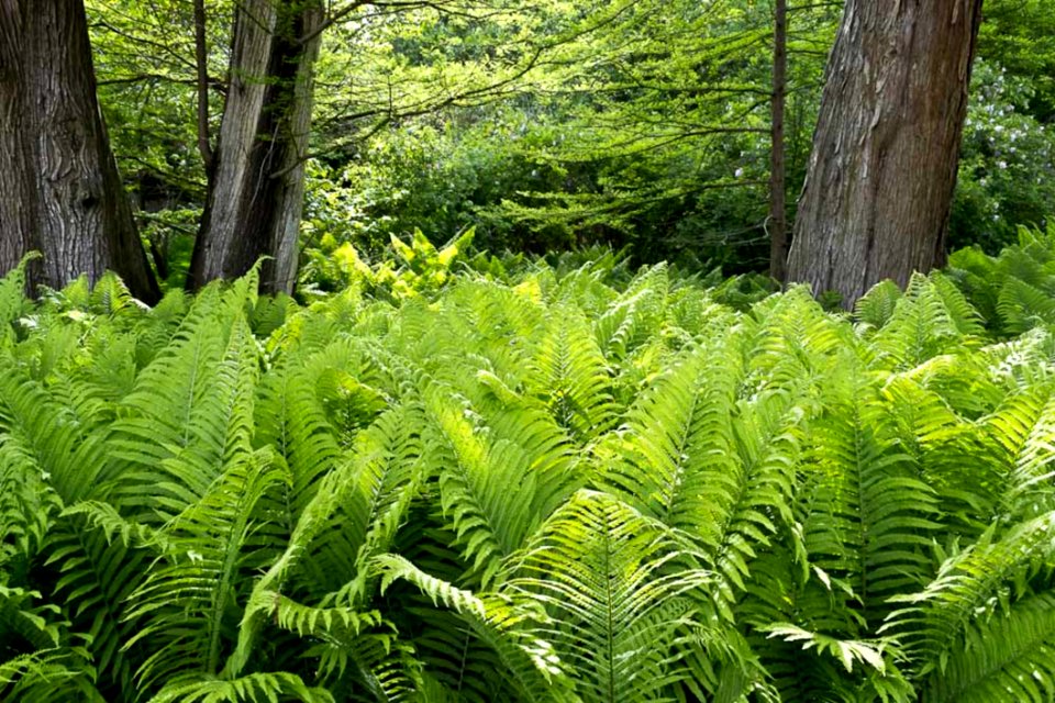 Royal Fern Bed Under Tree Canopy