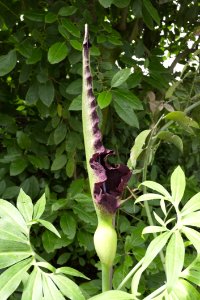 Dragon Arum photo