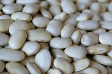 Common Bean