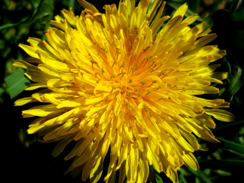 Dandelion