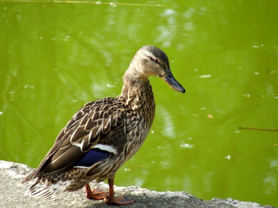 Duck-on-lake-border