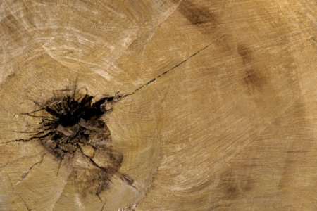 Photo Of Inner Section Of A Tree Trunk Showing Growth Rings And Dark Central Pith The So Called Heartwood Is The Strongest Part O