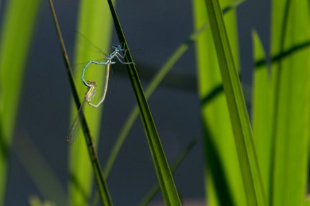 Damselfly Tandem