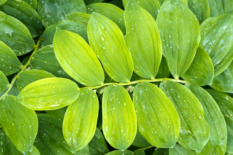 Morning Dew On Low Vegetation Leaves