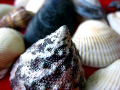 Conic-sea-shell