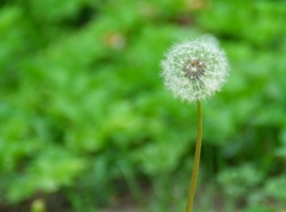 Dandelion-in-the-grass