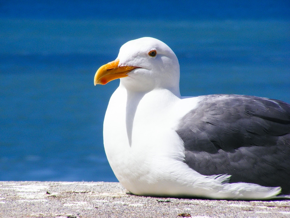 Water ocean seagulls