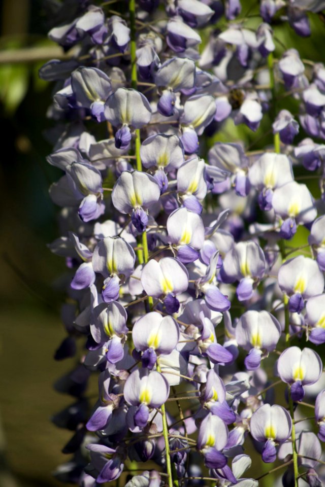 Wisteria Spring Bloom