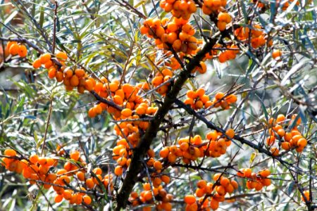 Common Sea-buckthorn