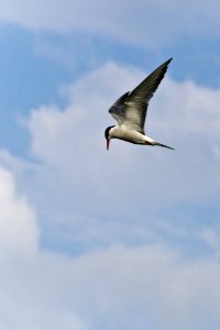 With Black And White Plumage A Common Tern Is Searching For Fish In Flight
