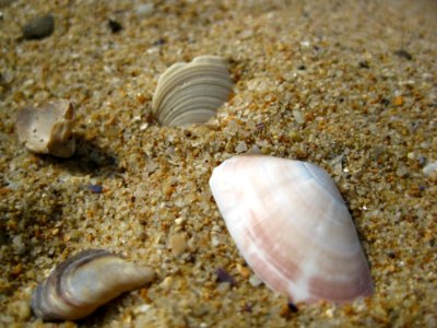 Close-up-of-broken-sea-shells-in-the-sand
