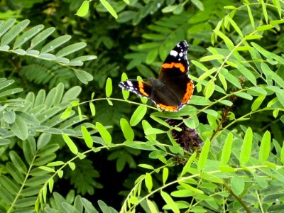 Red Admiral Butterfly