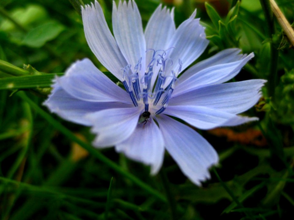 Common-chicory-flower