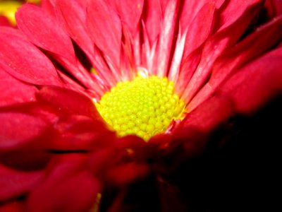 Chrysanthemum-macro photo