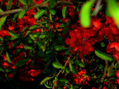 Cherry-red-bush-flowers