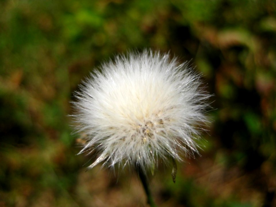 Common-groundsel