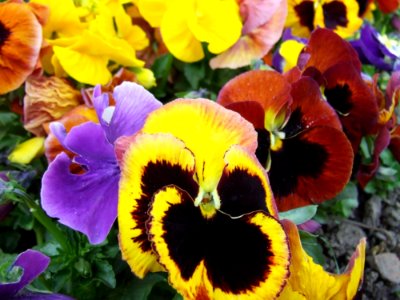 Colorful-pansies