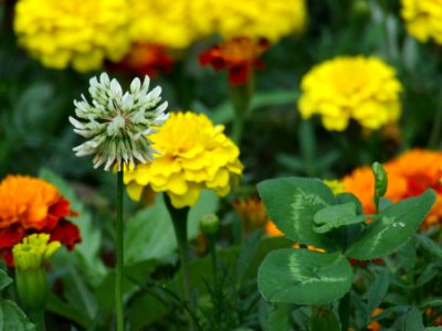 Colorful-flowers photo
