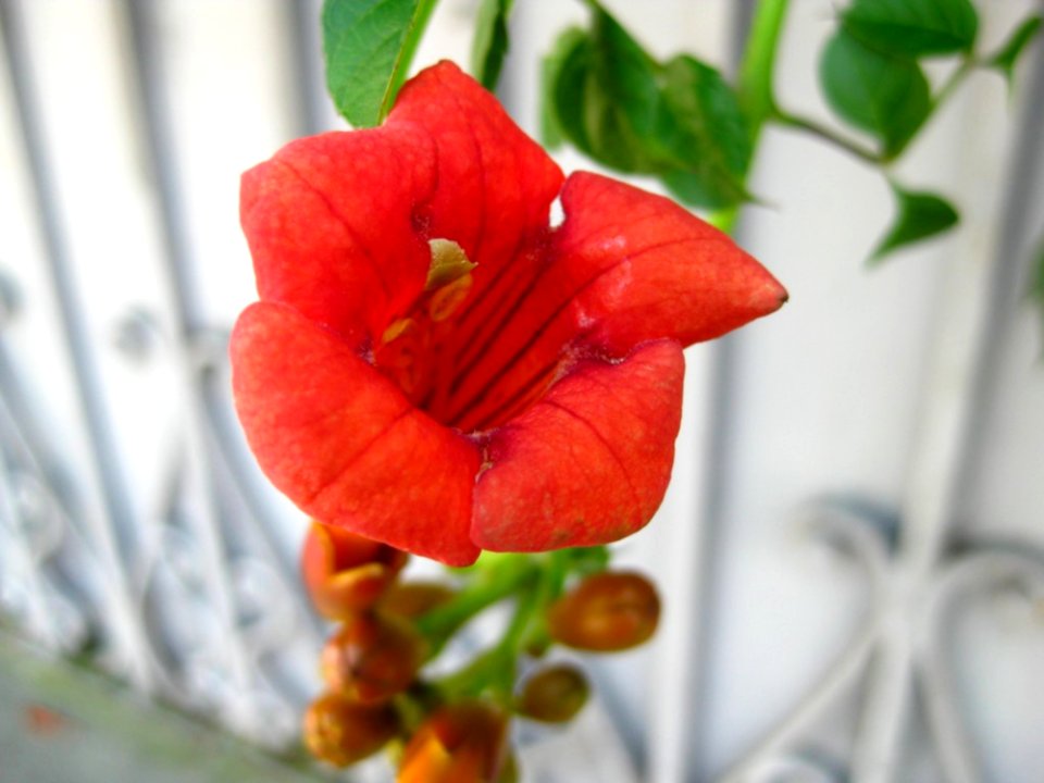 Close-up-shot-of-trumpet-vine