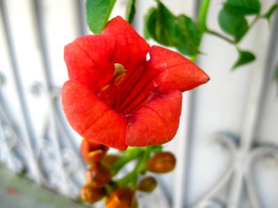 Close-up-shot-of-trumpet-vine