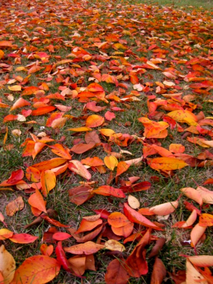 Cherry-leaf-litter-in-garden