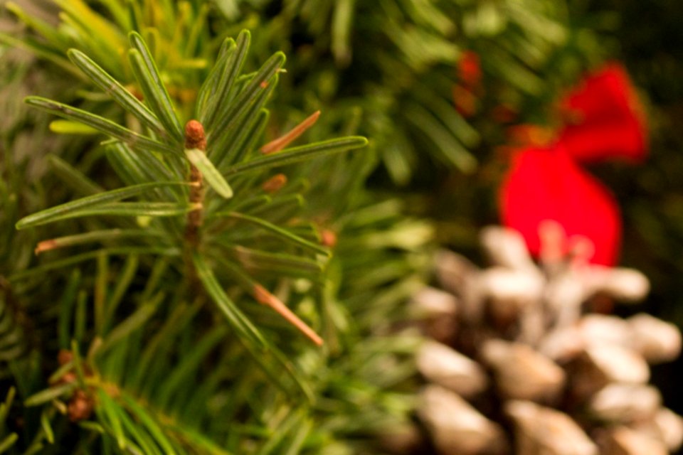 Christmas-tree-branch