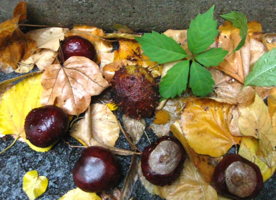 Chestunts-and-fallen-leaves-by-the-sidewalk