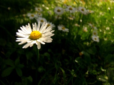 Chamomile-field