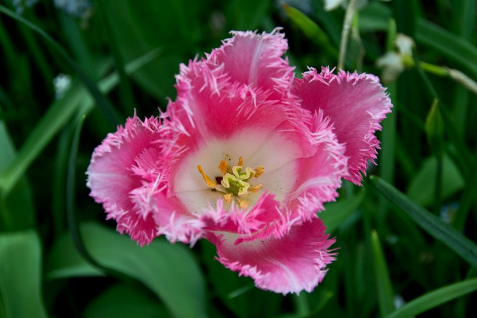 Canasta Tulip Petals And Stamen