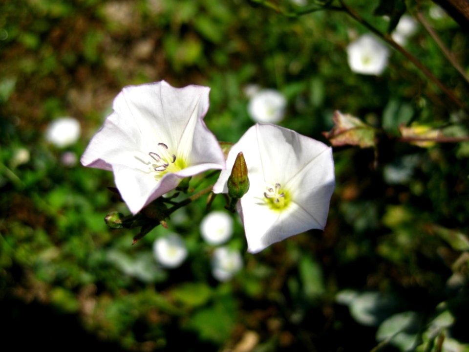 Calystegia-sepium-bindweed