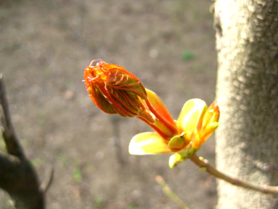 Burgeoning-bud-in-april