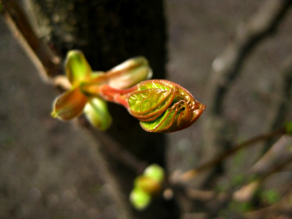 Bud-in-spring