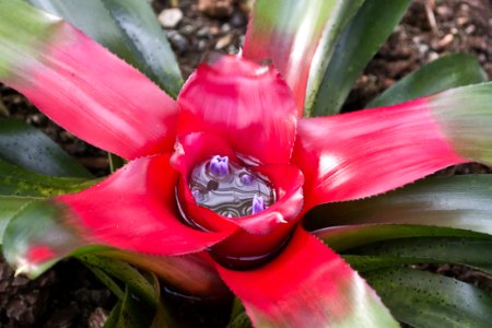 Neoregelia Carolinae Tropical Plant photo