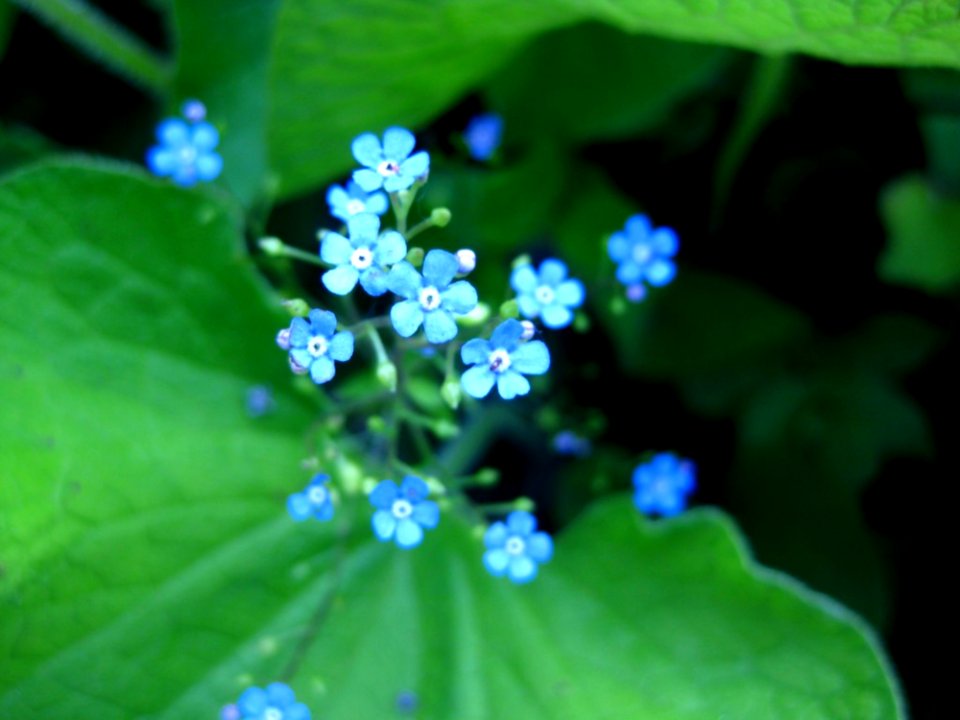 Blue-little-flowers