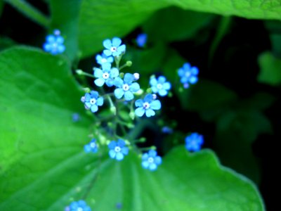 Blue-little-flowers
