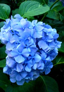 Blue-hydrangea photo