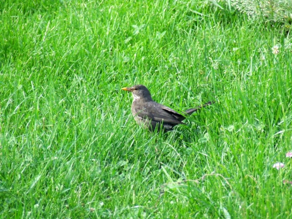 Blackbird-in-the-grass