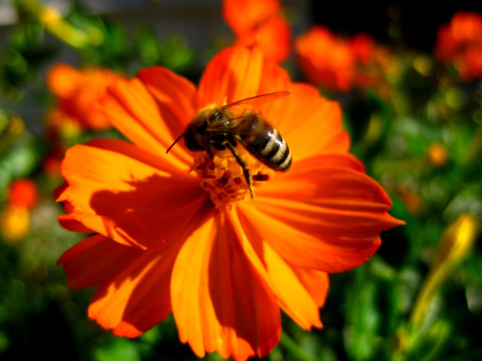Bee-feeding-on-orange-cosmos-flower