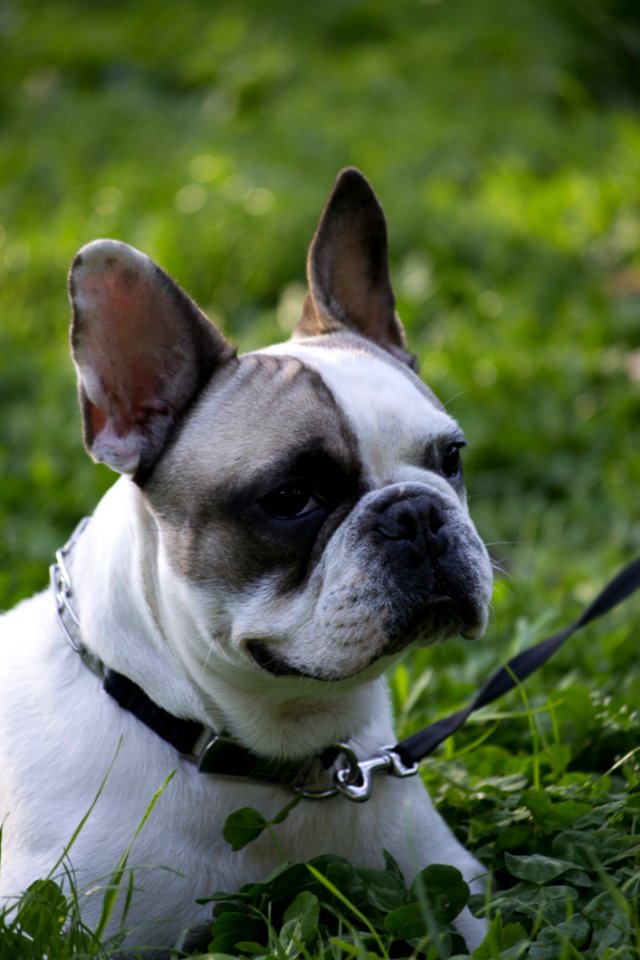 Family Pet Boston Bull Terrier Dog Resting On Ground