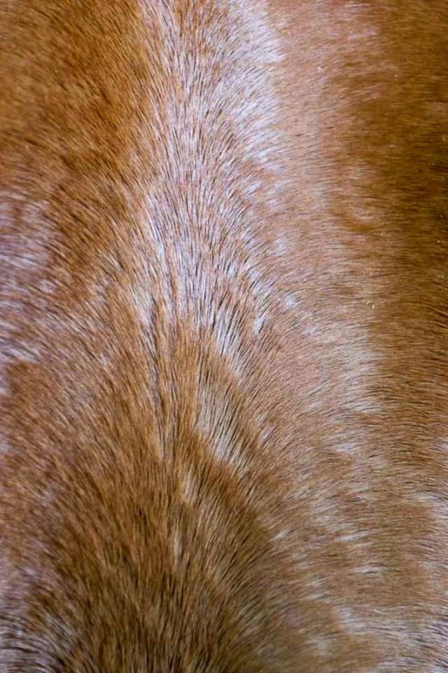 Bay Horse Hair