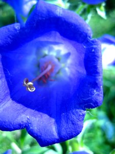 Bell-flower-close-up-shot