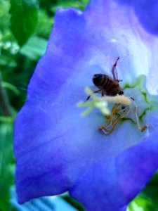 Bell-flower-feeding-bee