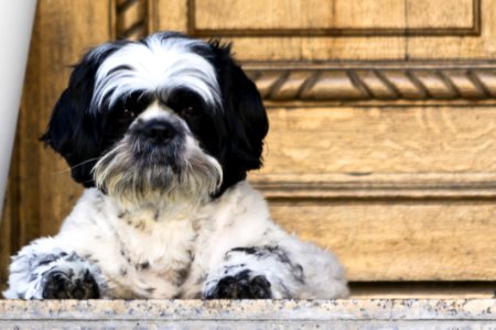 Bichon Mix