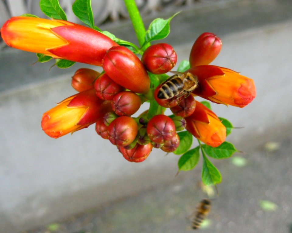 Bees-feeding-on-trumpet-vine-buds